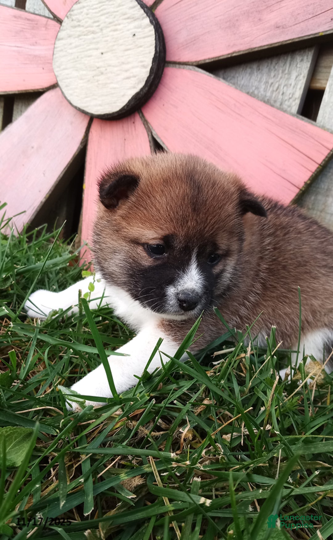 Shiba Inu dogs for sale: Rosie - Ad 2