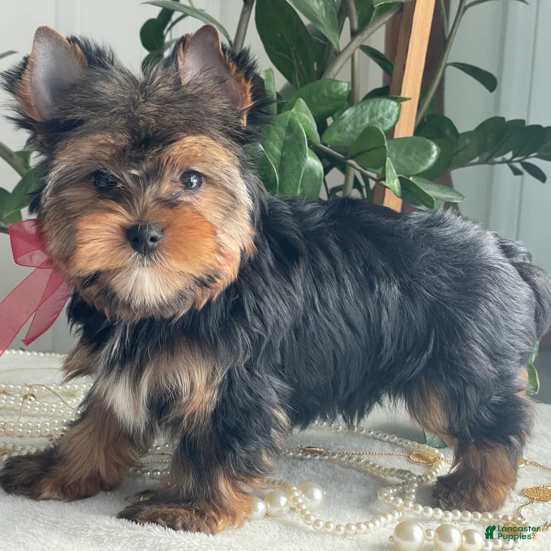 Yorkshire Terrier dogs for sale: Frisby - Ad 1