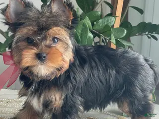 Yorkshire Terrier dogs for sale: Frisby - Ad 4