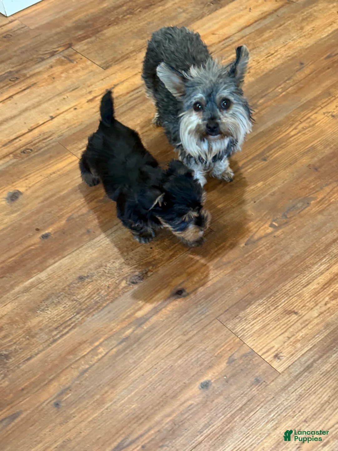 Yorkshire Terrier dogs for sale: Yorkshire Terrier Puppy 1 Tinker - Ad 1