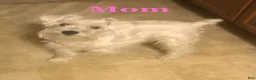 Miniature Schnauzer dogs for sale: Miniature Schnauzer 2 - Ad 2