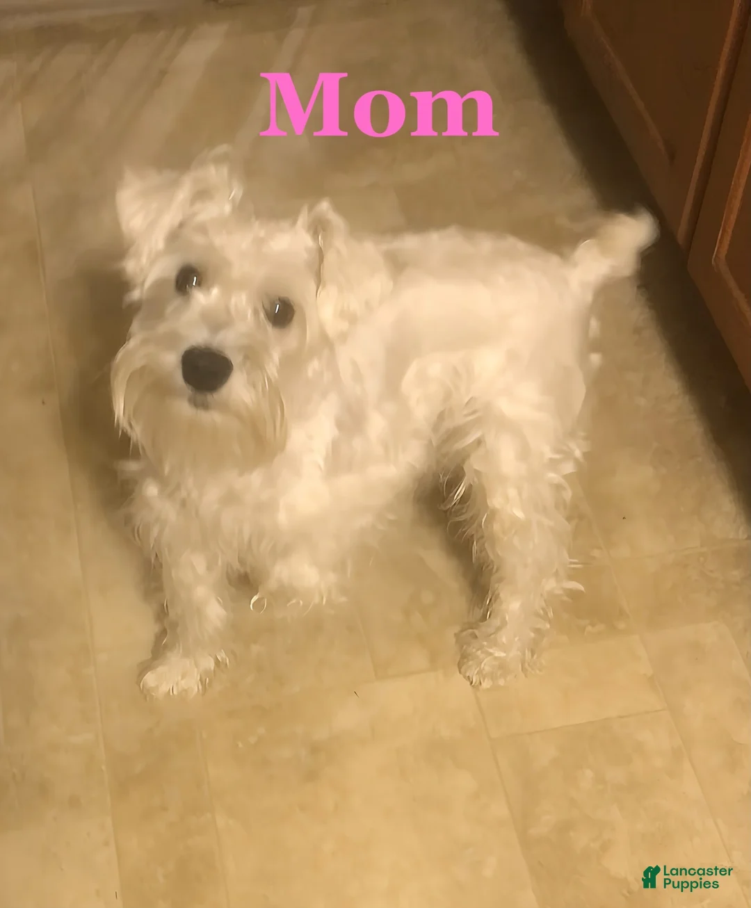 Miniature Schnauzer dogs for sale: Miniature Schnauzer 2 - Ad 2