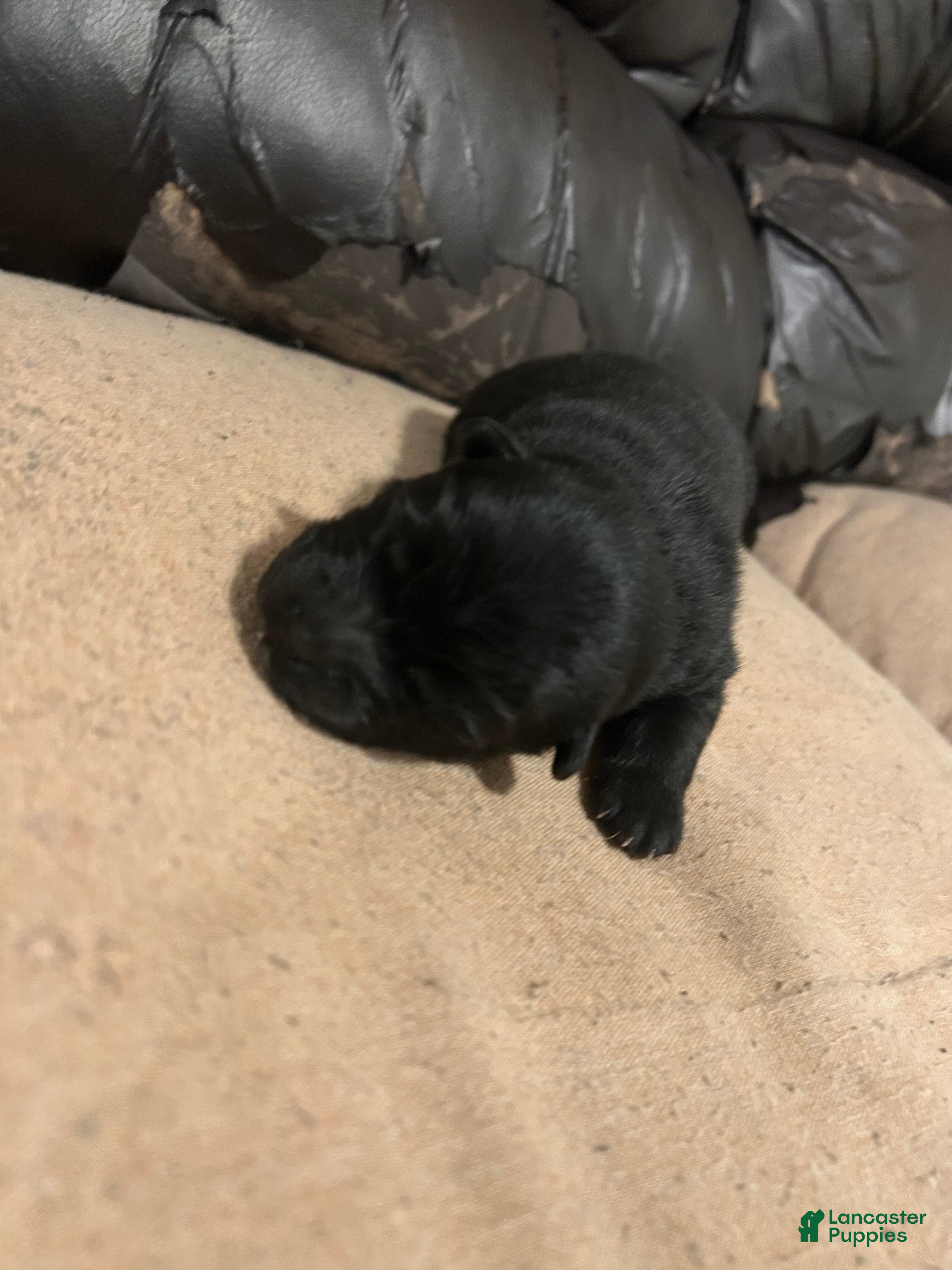 Chow Chow Puppy 2