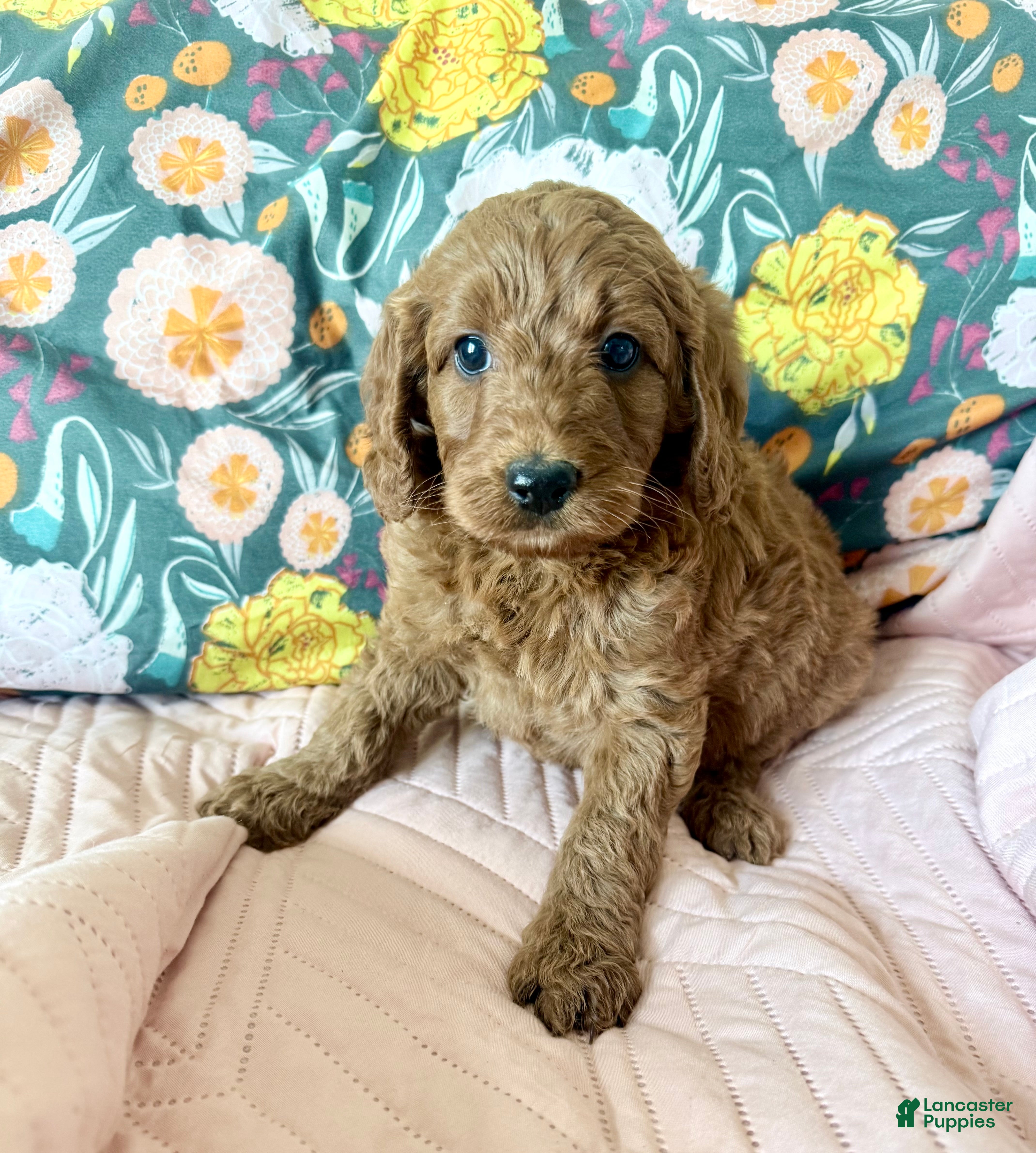 Irish Doodle dogs Irish Doodle Puppy 6 - Ad 8