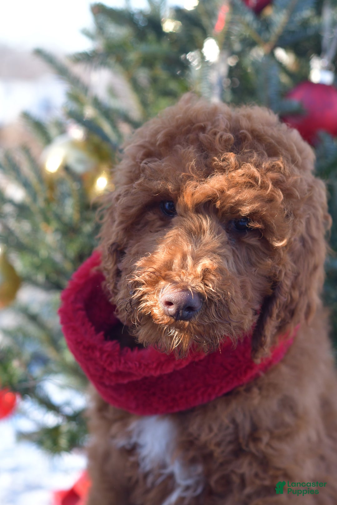 Standard Poodle dogs for sale: Clifford  - Ad 34