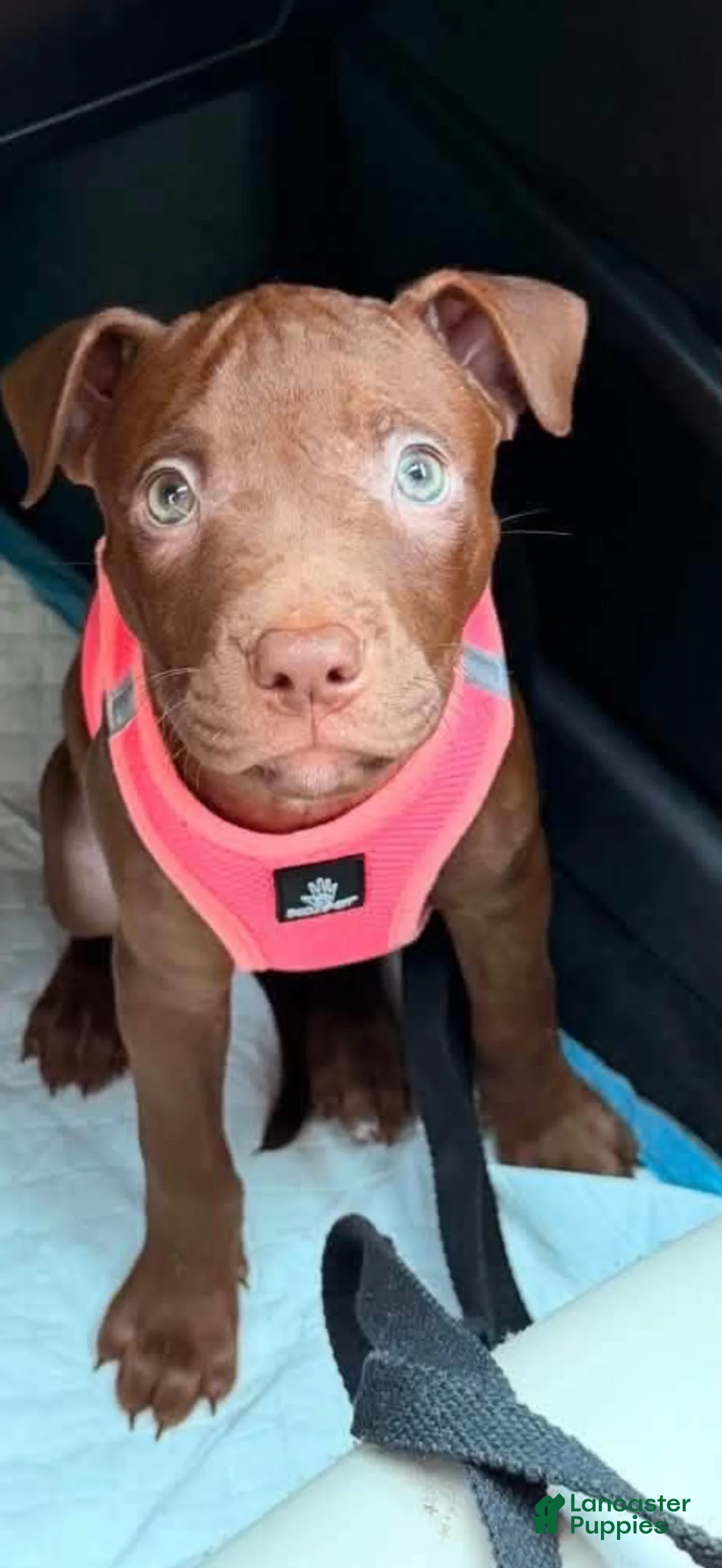 American Pit Bull Terrier dogs for sale: American Pit Bull Terrier 1 - Ad 2