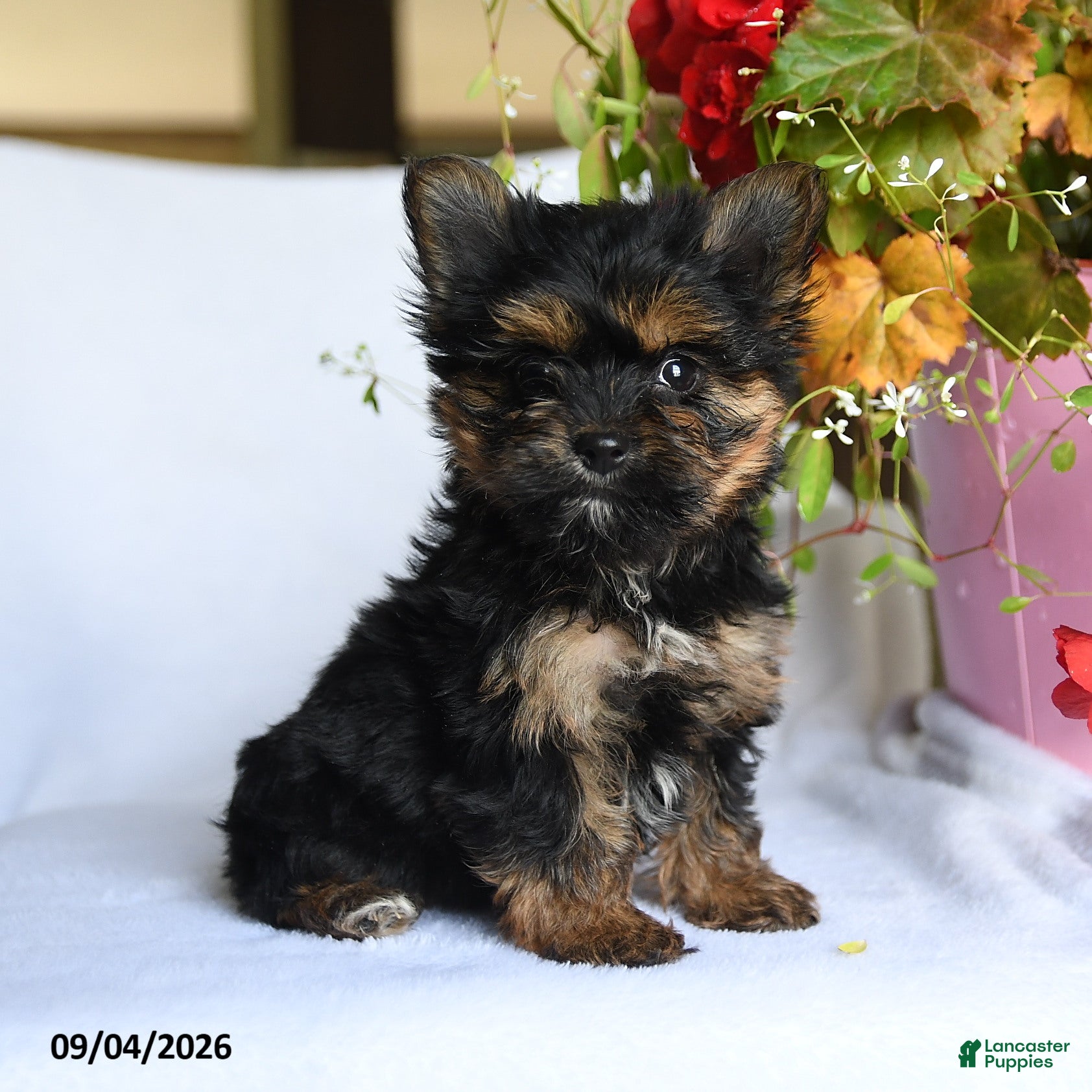 Morkie dogs for sale: Mia  - Ad 1