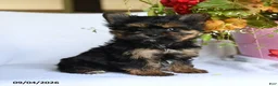 Morkie dogs for sale: Mia  - Ad 1