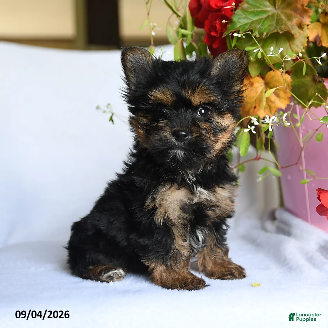 Morkie dogs for sale: Mia  - Ad 1