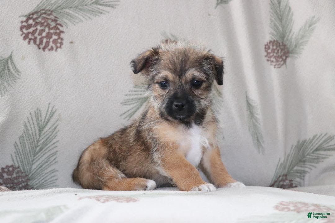 Mixed Breed dogs Teddy - Ad 29