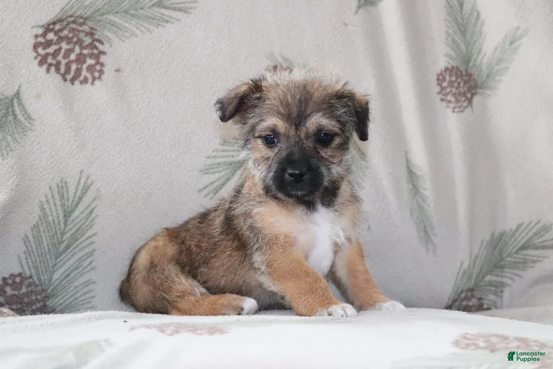 Mixed Breed dogs for sale: Teddy - Ad 1