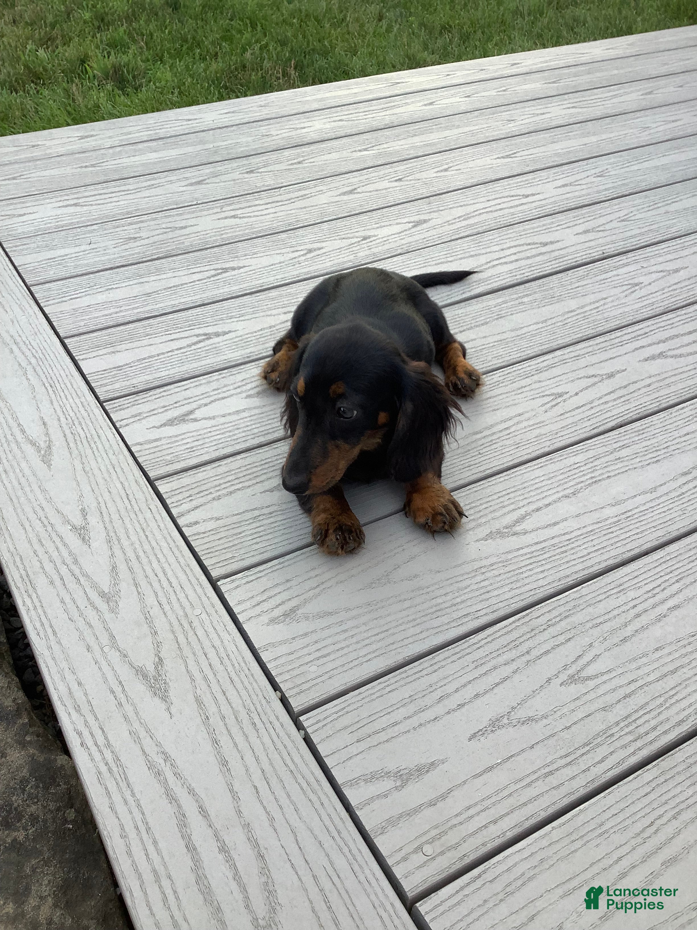 Dachshund dogs Skye - Ad 1