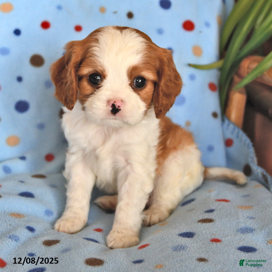 Cavalier King Charles Spaniel dogs Rusty - Ad 4