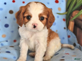 Cavalier King Charles Spaniel dogs Rusty - Ad 14