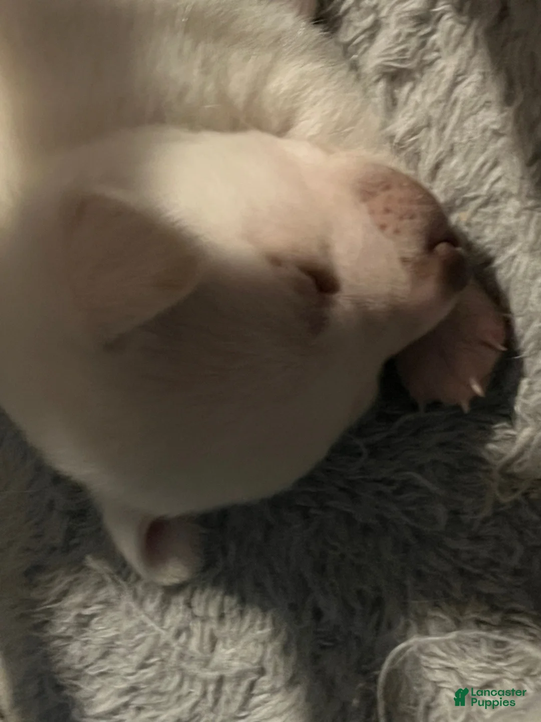 Pomchi dogs for sale: Pomchi Puppy 1 - Ad 4