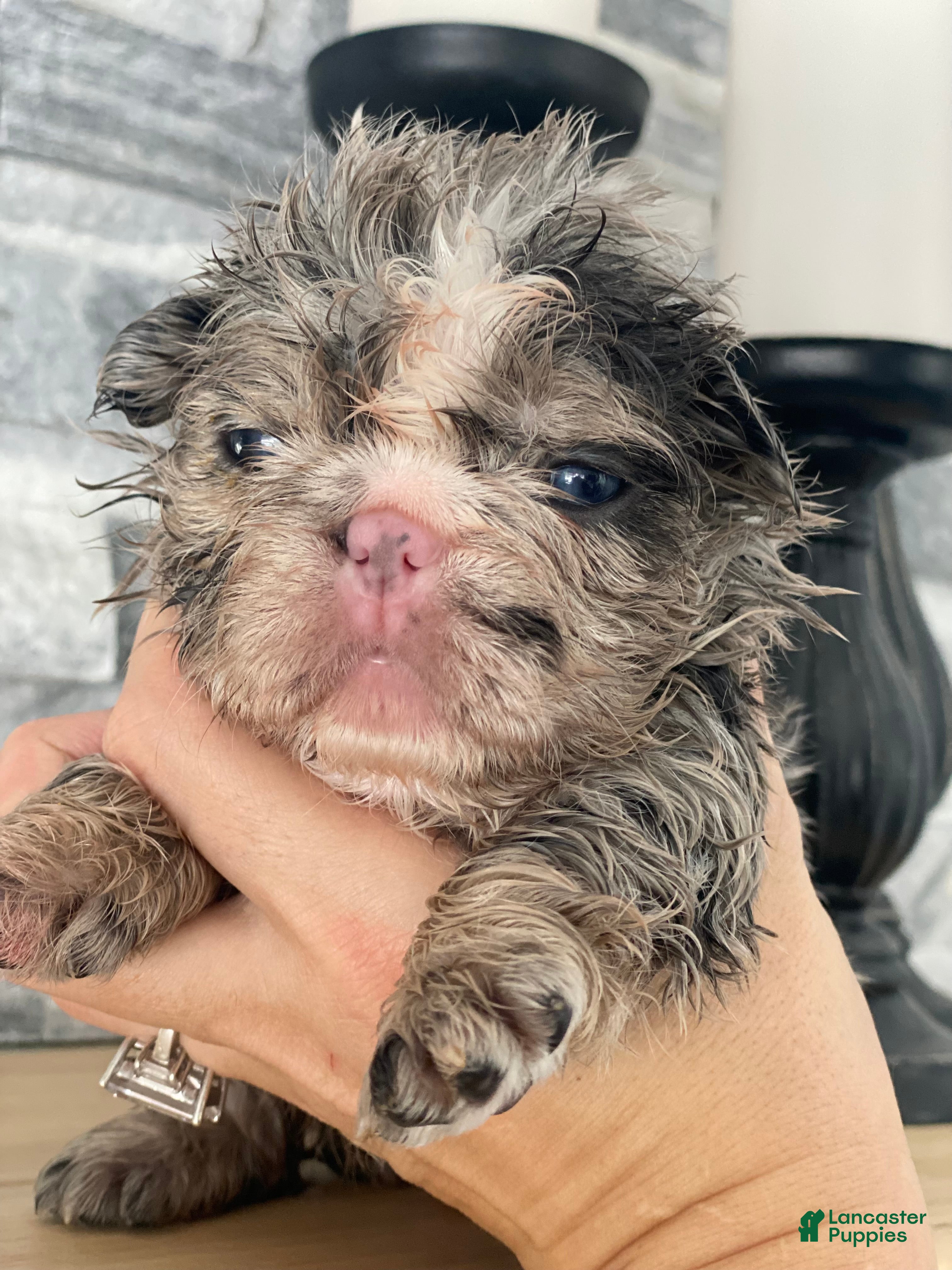 French Bulldog dogs Flora - Ad 8