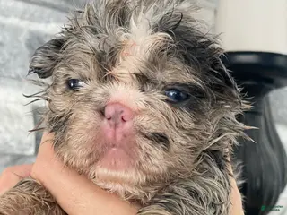 French Bulldog dogs Flora - Ad 8