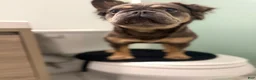 French Bulldog dogs for sale: Vanilla - Ad 3