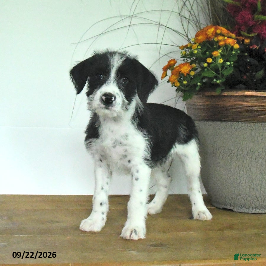 Mixed Breed dogs for sale: Dahlia - Ad 1