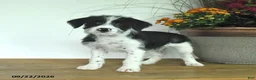 Mixed Breed dogs for sale: Dahlia - Ad 1