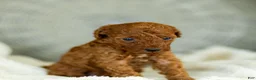 Toy Poodle dogs for sale: George Toy Poodle  - Ad 3