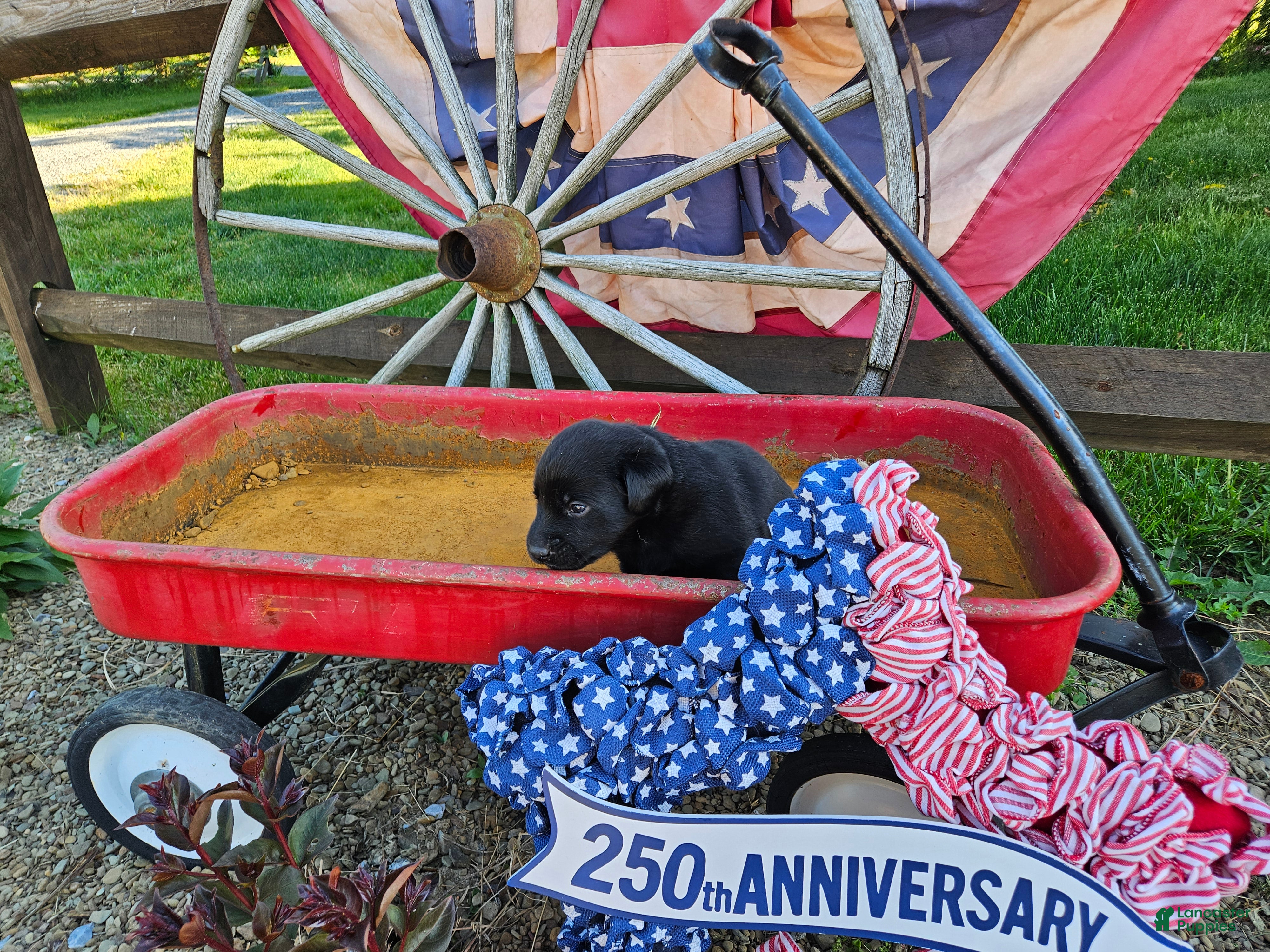 Labrador Retriever dogs Freedom - Ad 9