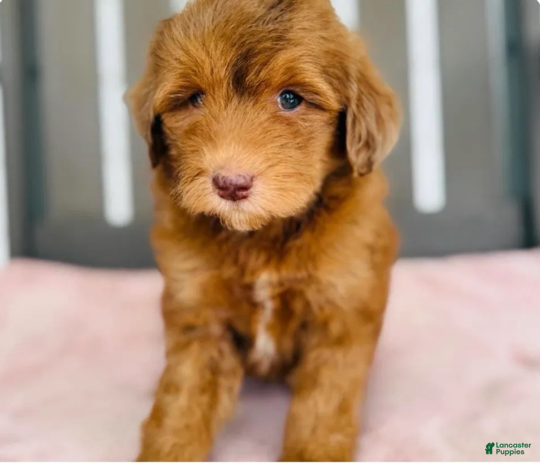 Goldendoodle dogs for sale: Royal  - Ad 1
