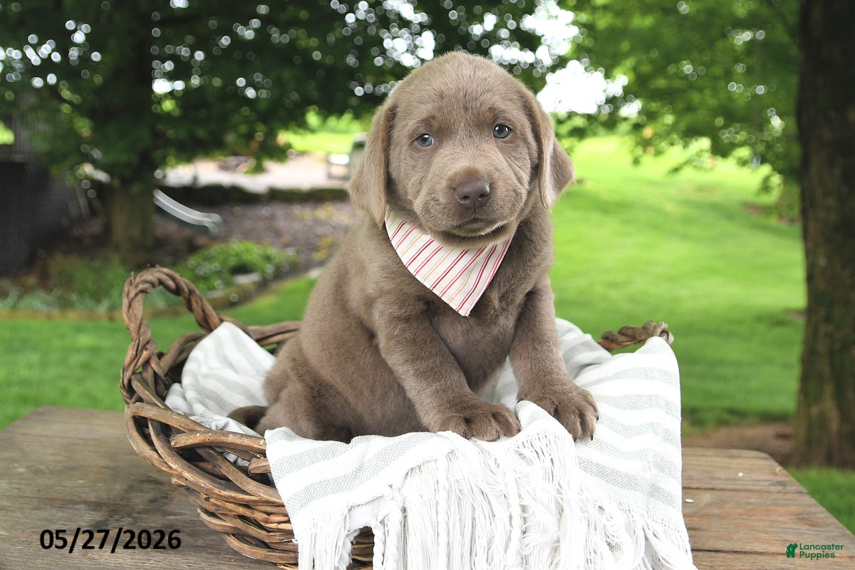 Labrador Retriever dogs for sale: Daisy - Ad 3