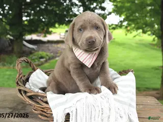 Labrador Retriever dogs for sale: Daisy - Ad 3
