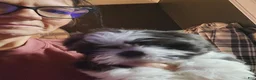 Shih Tzu dogs for sale: Shih Tzu Puppy 3 - Ad 2