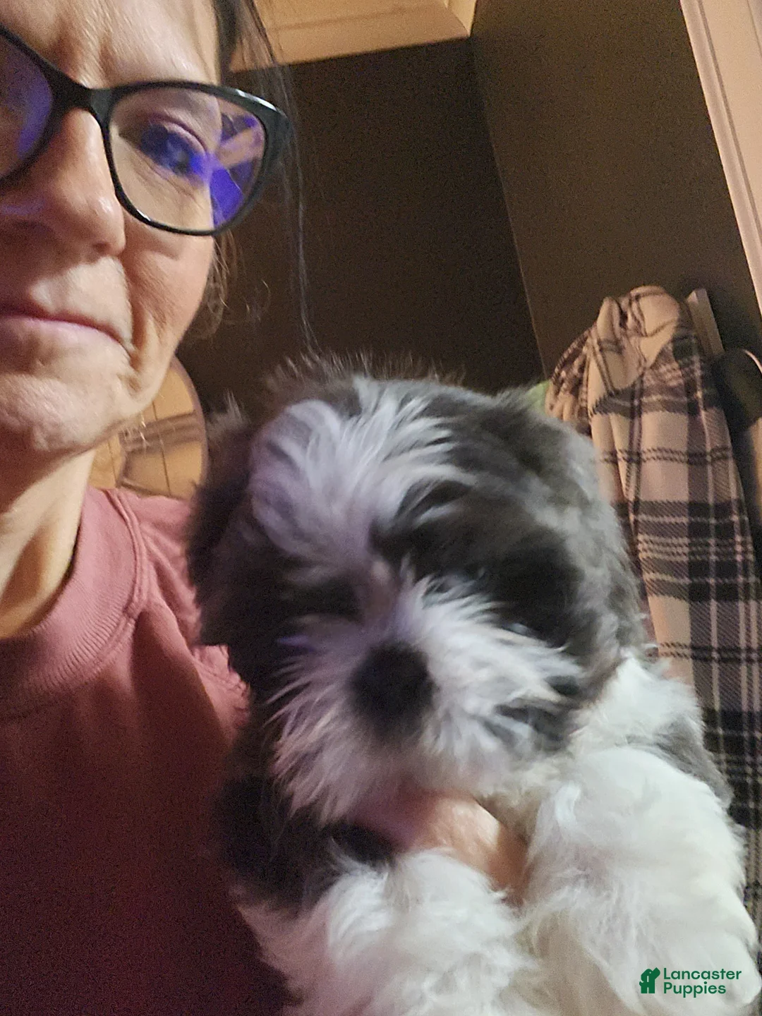 Shih Tzu dogs for sale: Shih Tzu Puppy 3 - Ad 2