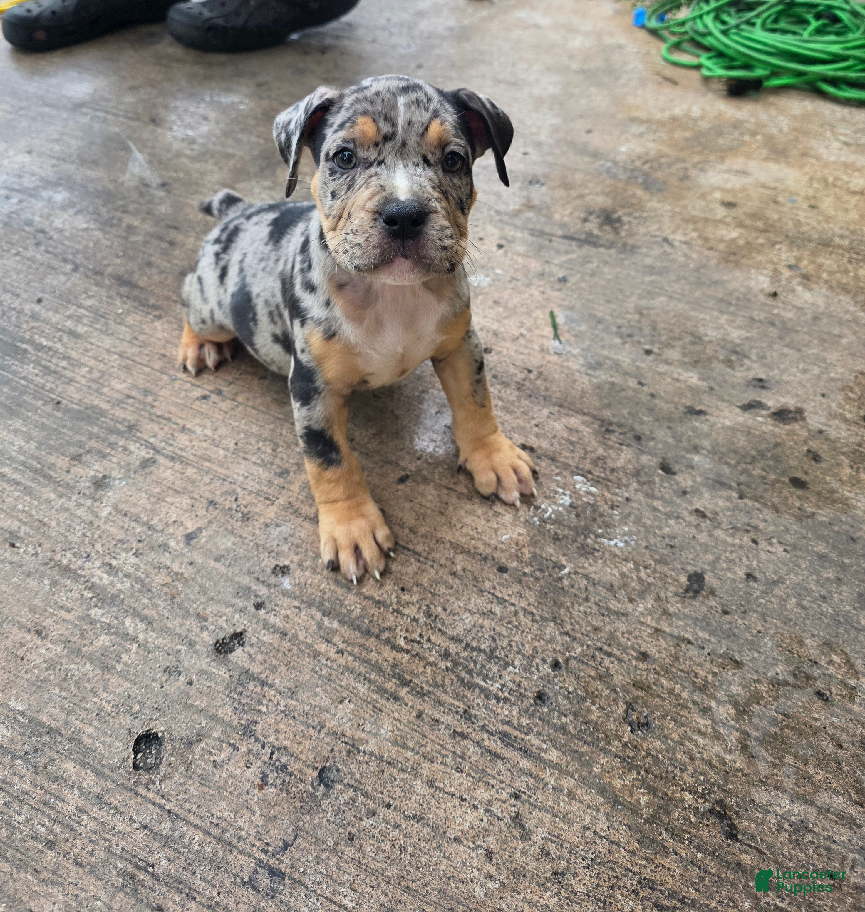 American Bully dogs American Bully 9 - Ad 40