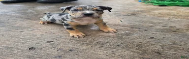 American Bully 9