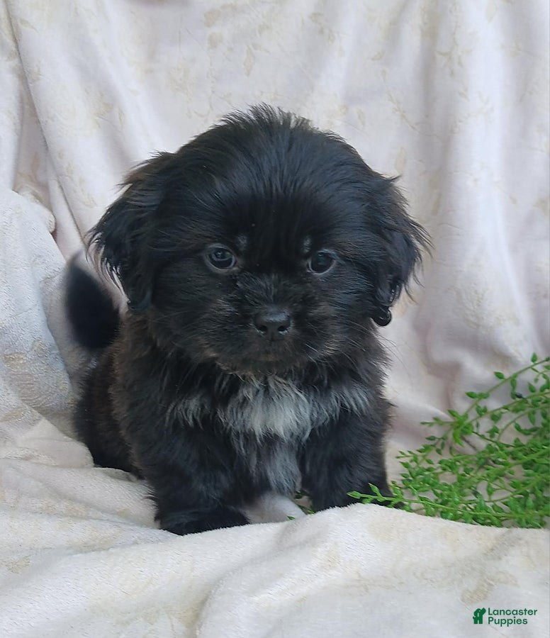 Teddy Bear dogs Bingo - Ad 1