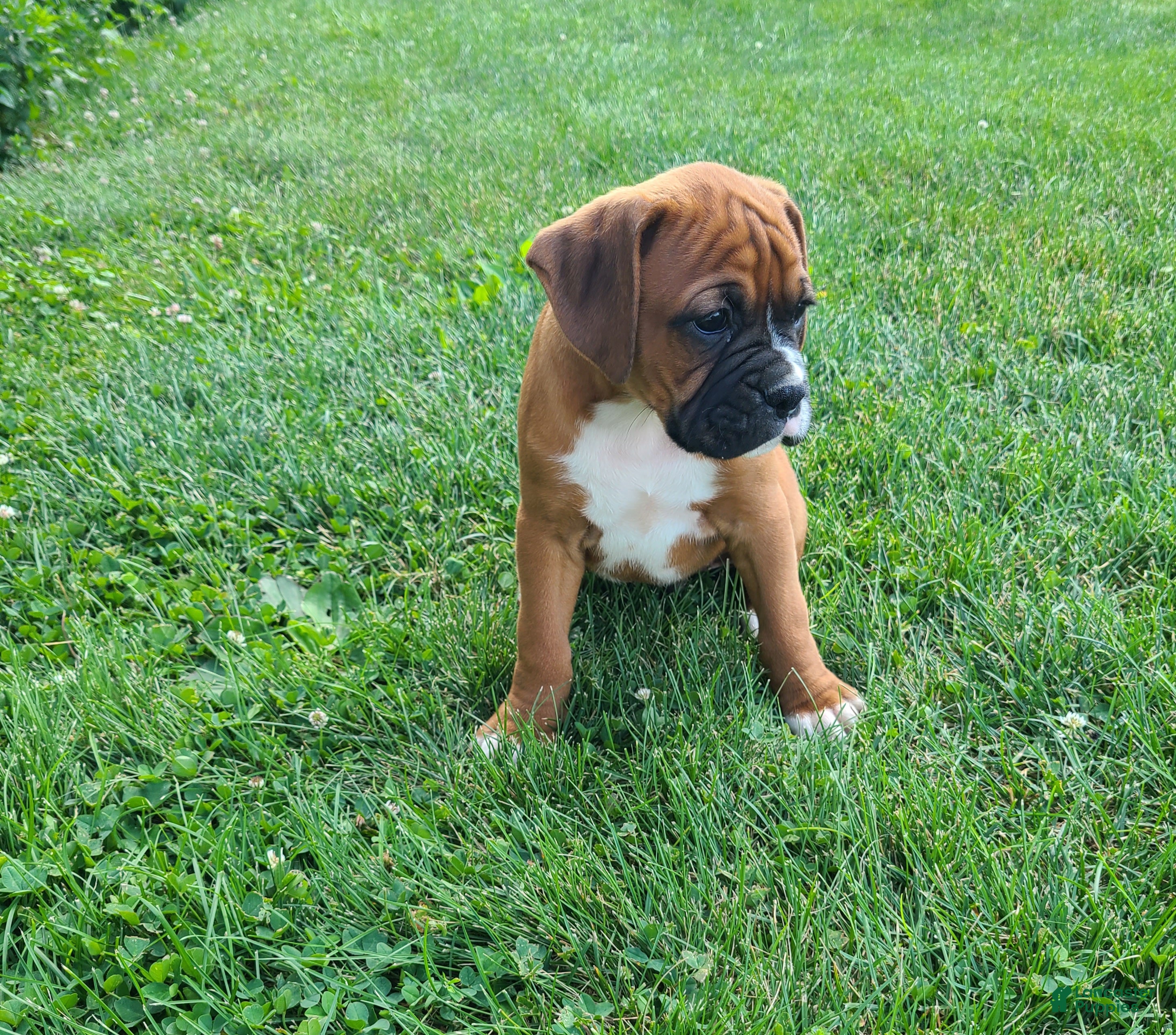Boxer dogs Bubba - Ad 2