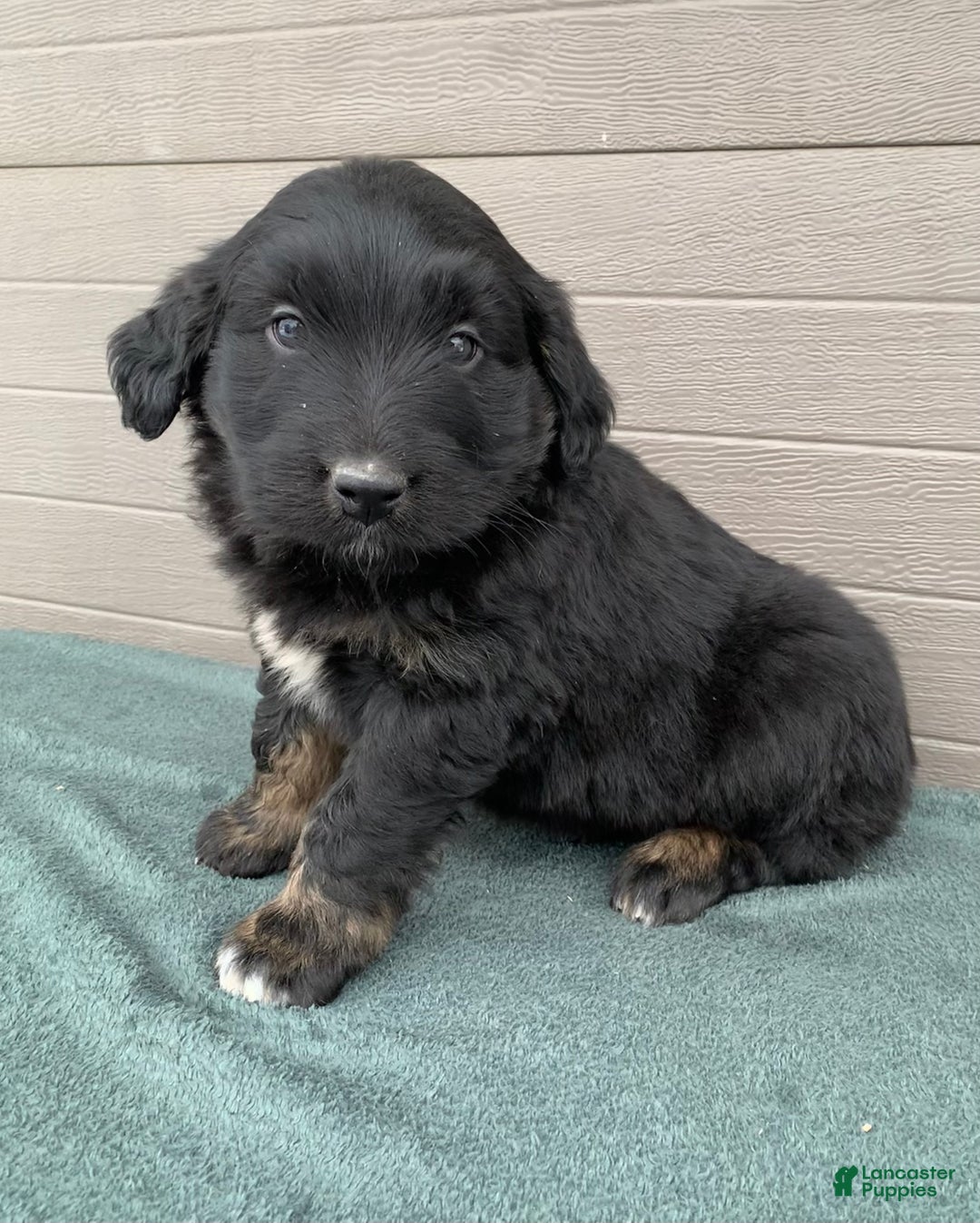 Aussiedoodle dogs for sale: Rascal - Ad 2