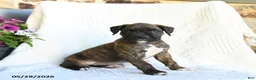 Boxer dogs for sale: Rasta - Ad 3