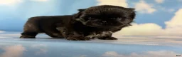 Pekingese dogs for sale: AKC JET DNA OFA  - Ad 6