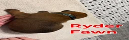 Boxer dogs for sale: Ryder - Ad 6