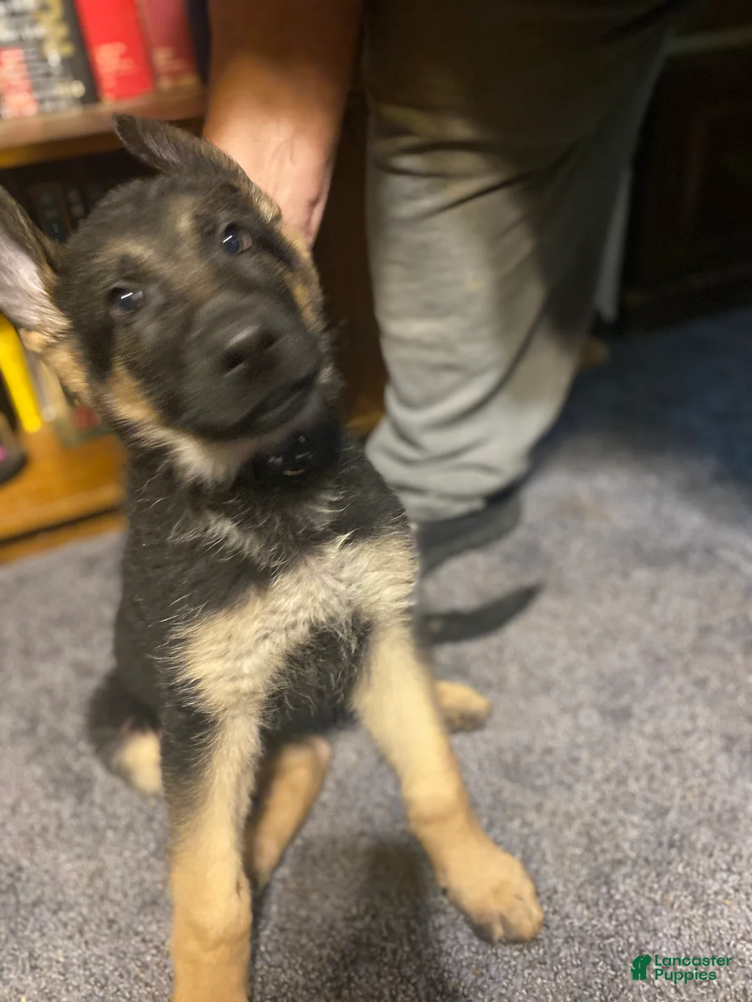 German Shepherd dogs for sale: German Shepherd Puppy 3 - Ad 2
