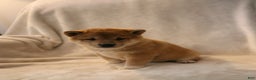 Shiba Inu dogs for sale: Skipper  - Ad 8