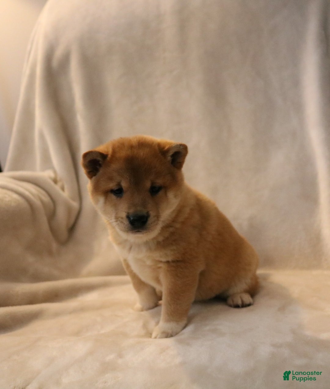 Shiba Inu dogs for sale: Skipper  - Ad 8
