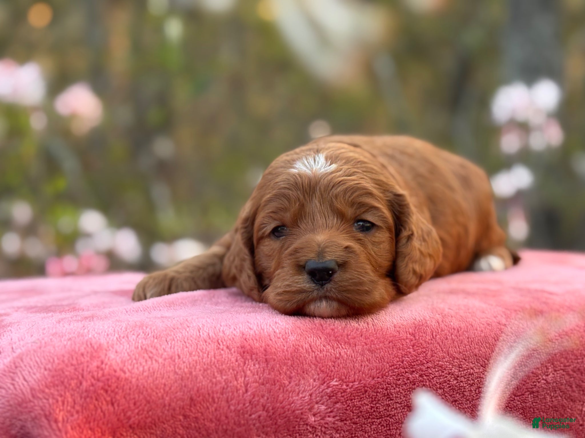 Cockapoo dogs Pete - Ad 2