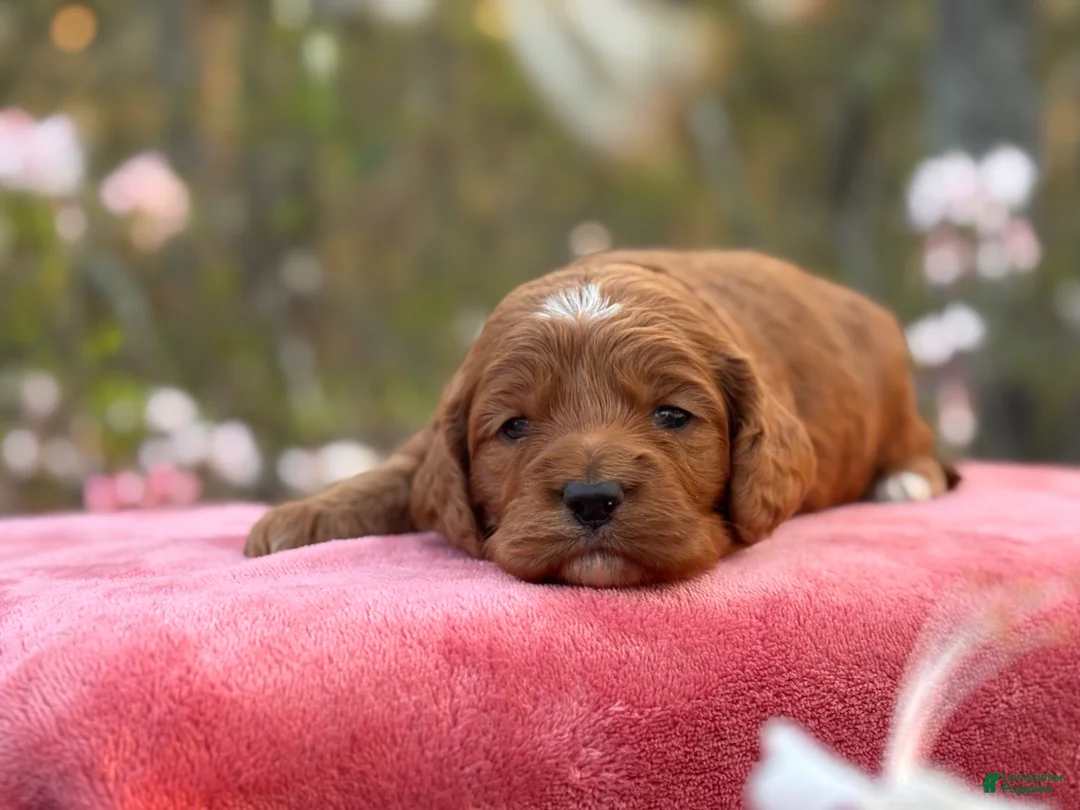 Cockapoo dogs for sale: Pete - Ad 2