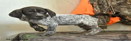 German Shorthaired Pointer dogs for sale: Hunter - Ad 5