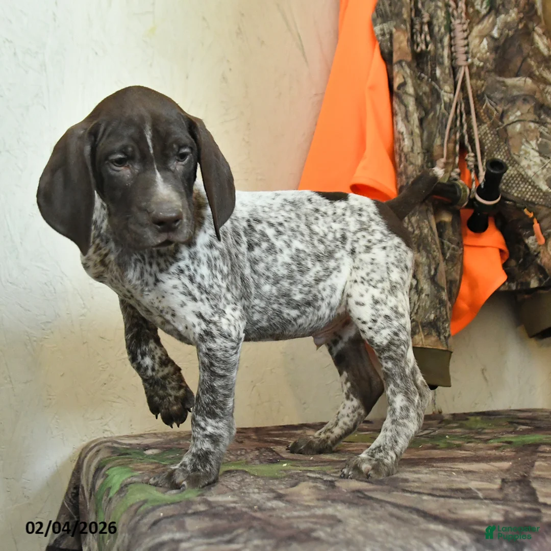 German Shorthaired Pointer dogs for sale: Hunter - Ad 5