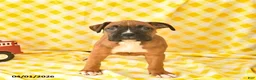 Boxer dogs for sale: Keisha  - Ad 4