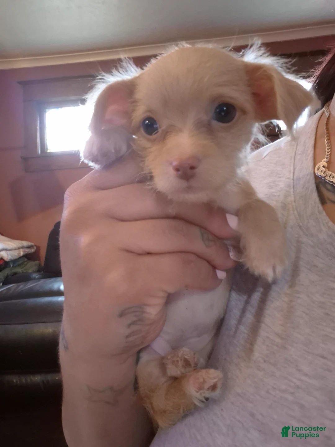 Chipoo dogs for sale:  Puppy 1 - Ad 6