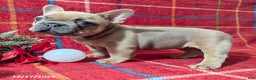 French Bulldog dogs for sale: Amy - Ad 2