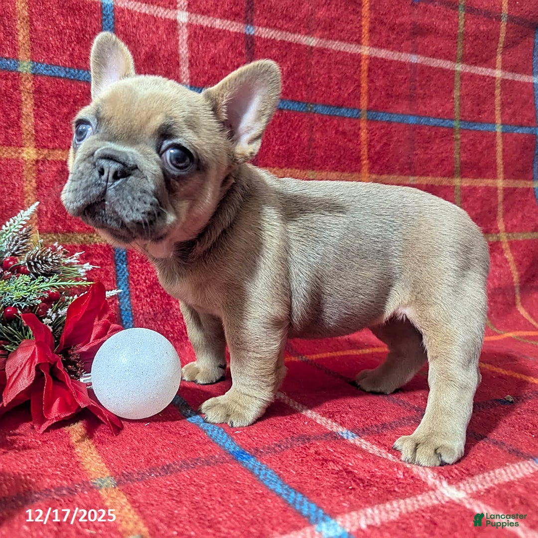 French Bulldog dogs for sale: Amy - Ad 2